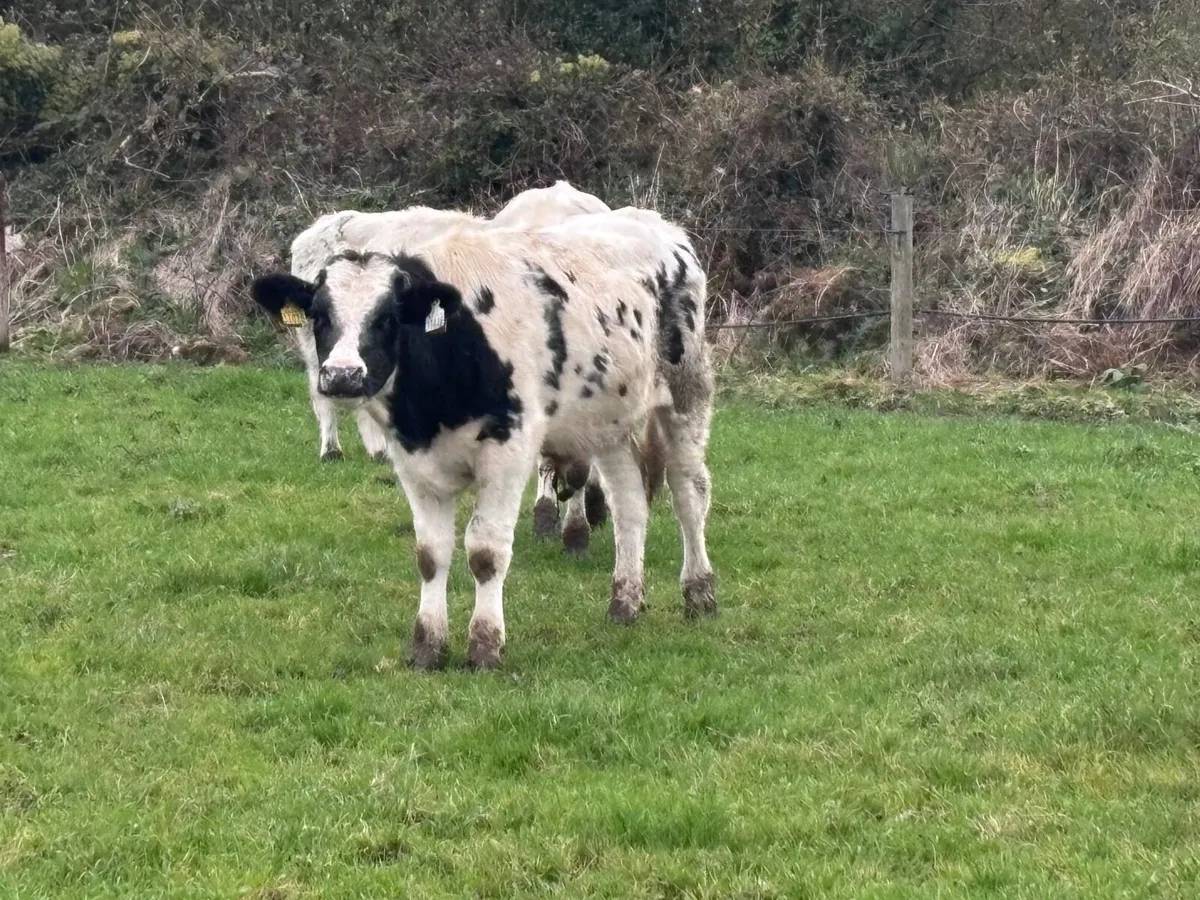 7 blue bull Weanlings for sale - Image 3
