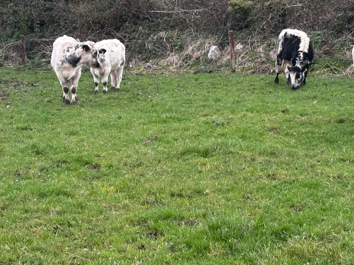 7 blue bull Weanlings for sale - Image 4