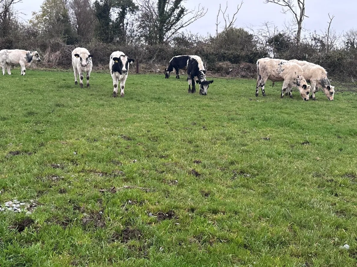 7 blue bull Weanlings for sale - Image 1