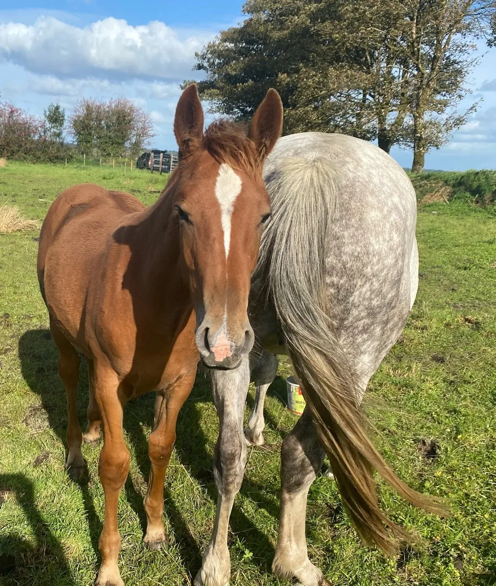 Irish Draught Filly Foal - Image 1