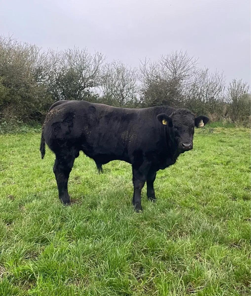 Bulls for ballymote - Image 1