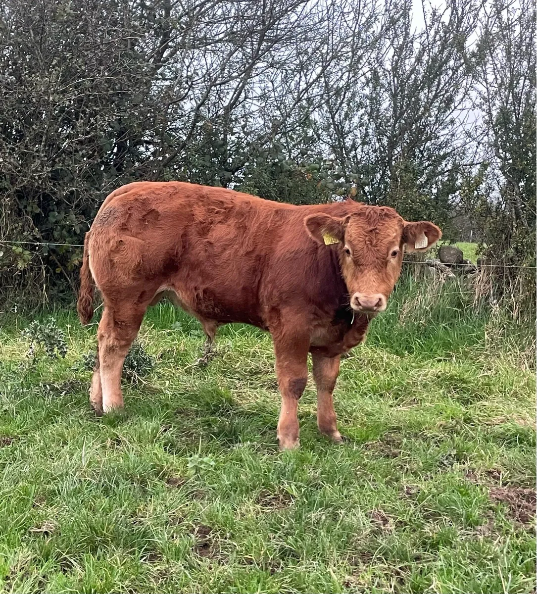 Bulls for ballymote - Image 2