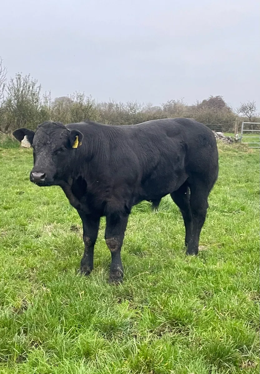 Bulls for ballymote - Image 3