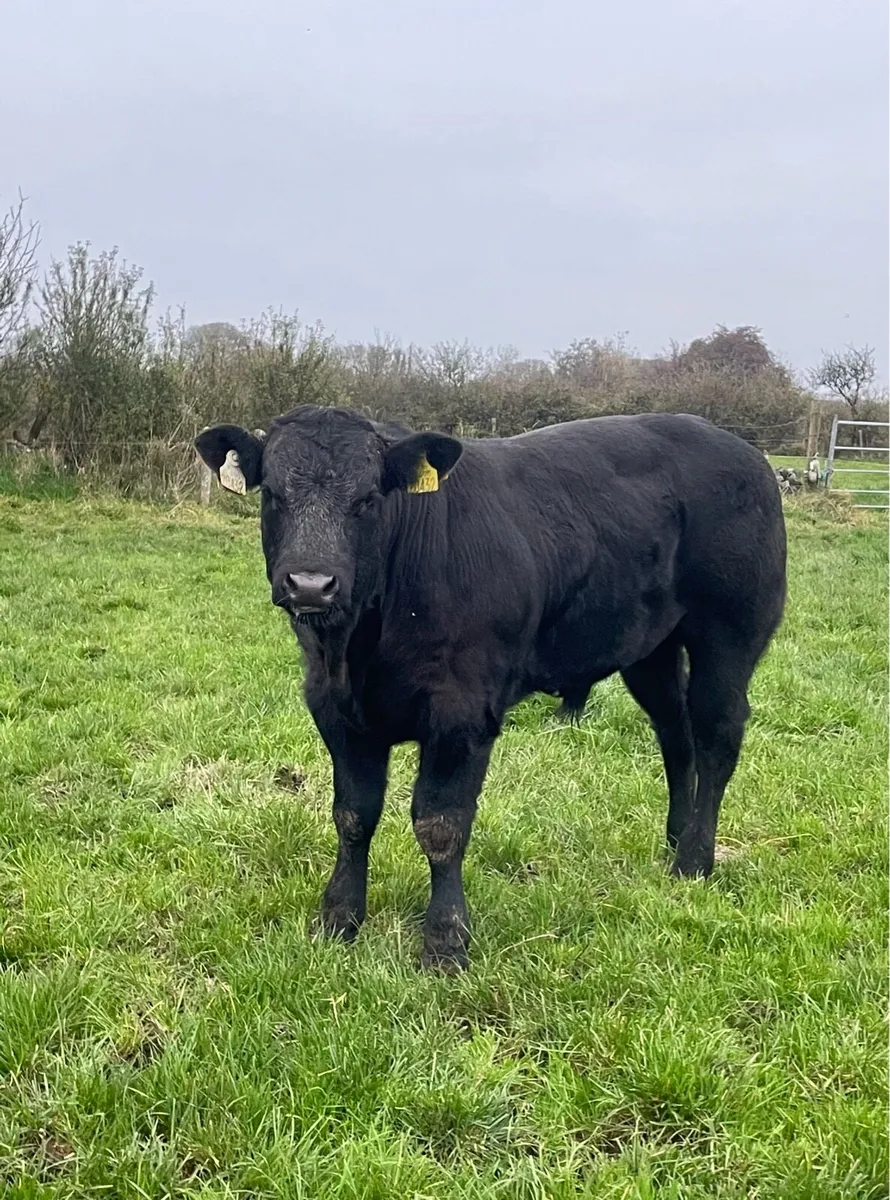 Bulls for ballymote - Image 4