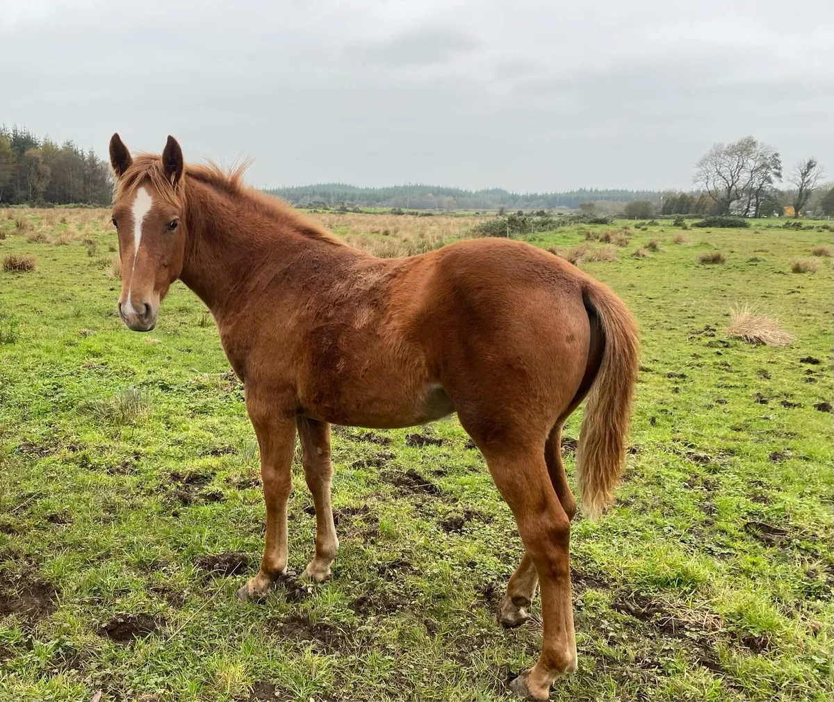 Irish Draught Filly Foal - Image 3