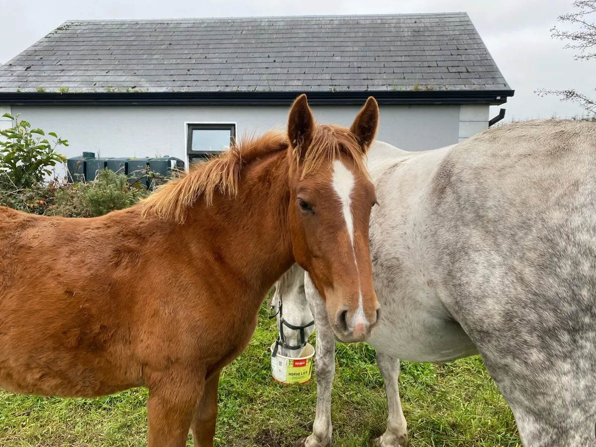 Irish Draught Filly Foal - Image 2