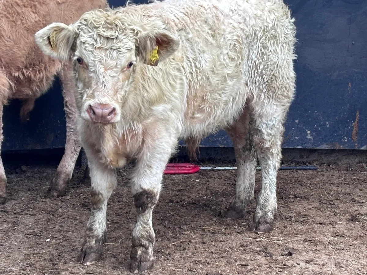 2 top quality Charlaois bull Weanlings for sale - Image 2