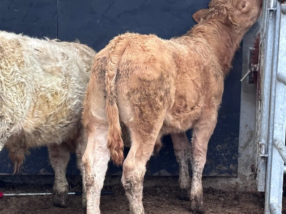 2 top quality Charlaois bull Weanlings for sale - Image 3