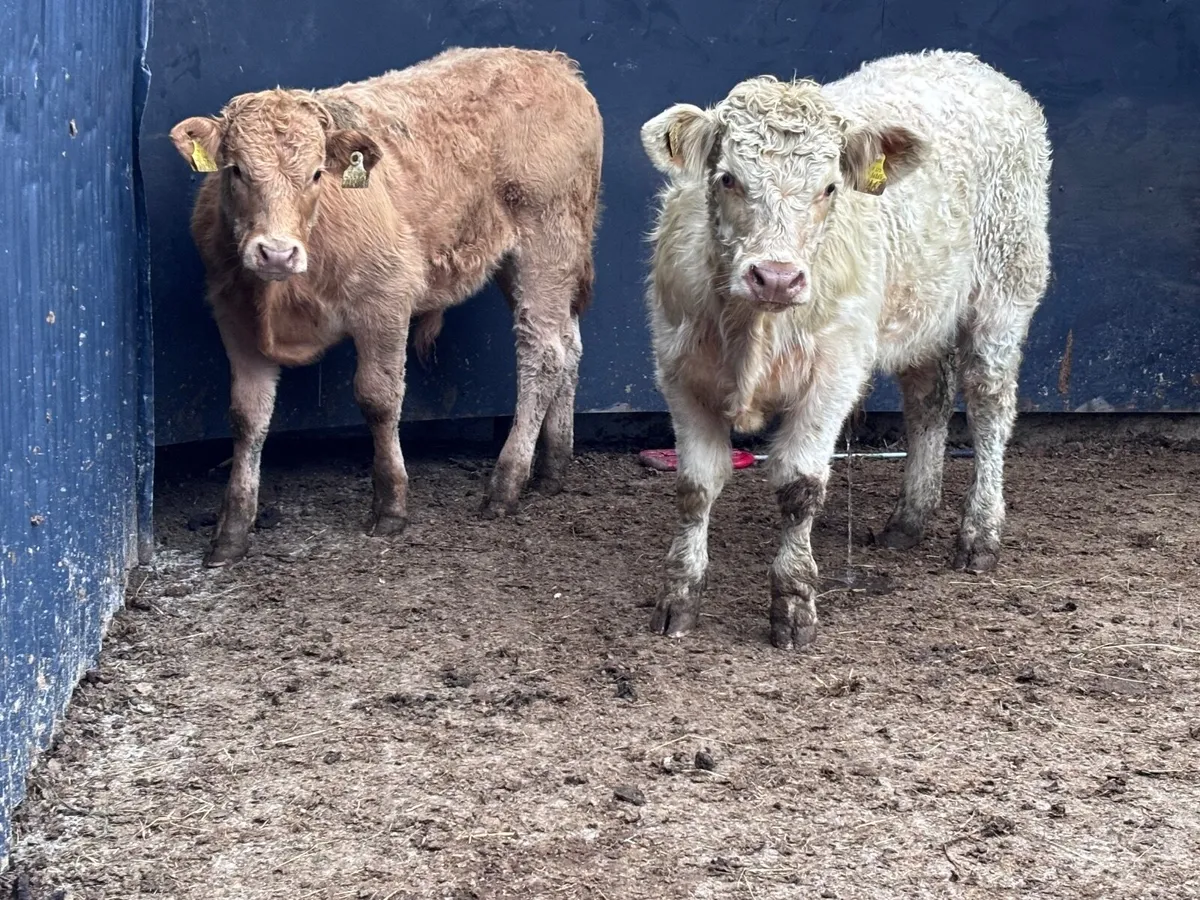 2 top quality Charlaois bull Weanlings for sale - Image 1