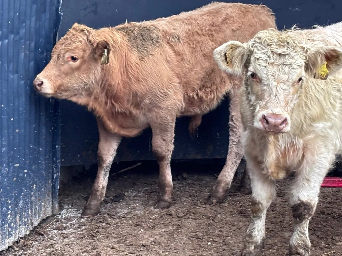 2 top quality Charlaois bull Weanlings for sale - Image 4