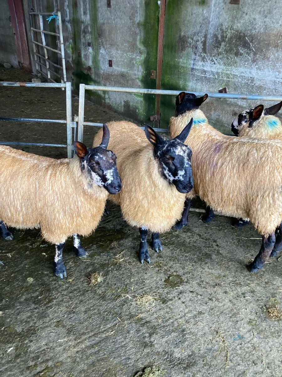 Selection of pure Milford ram lambs - Image 2