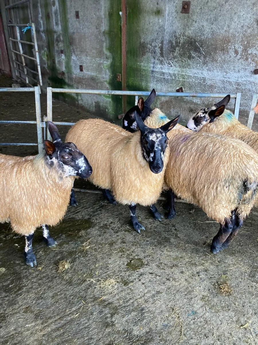 Selection of pure Milford ram lambs - Image 1