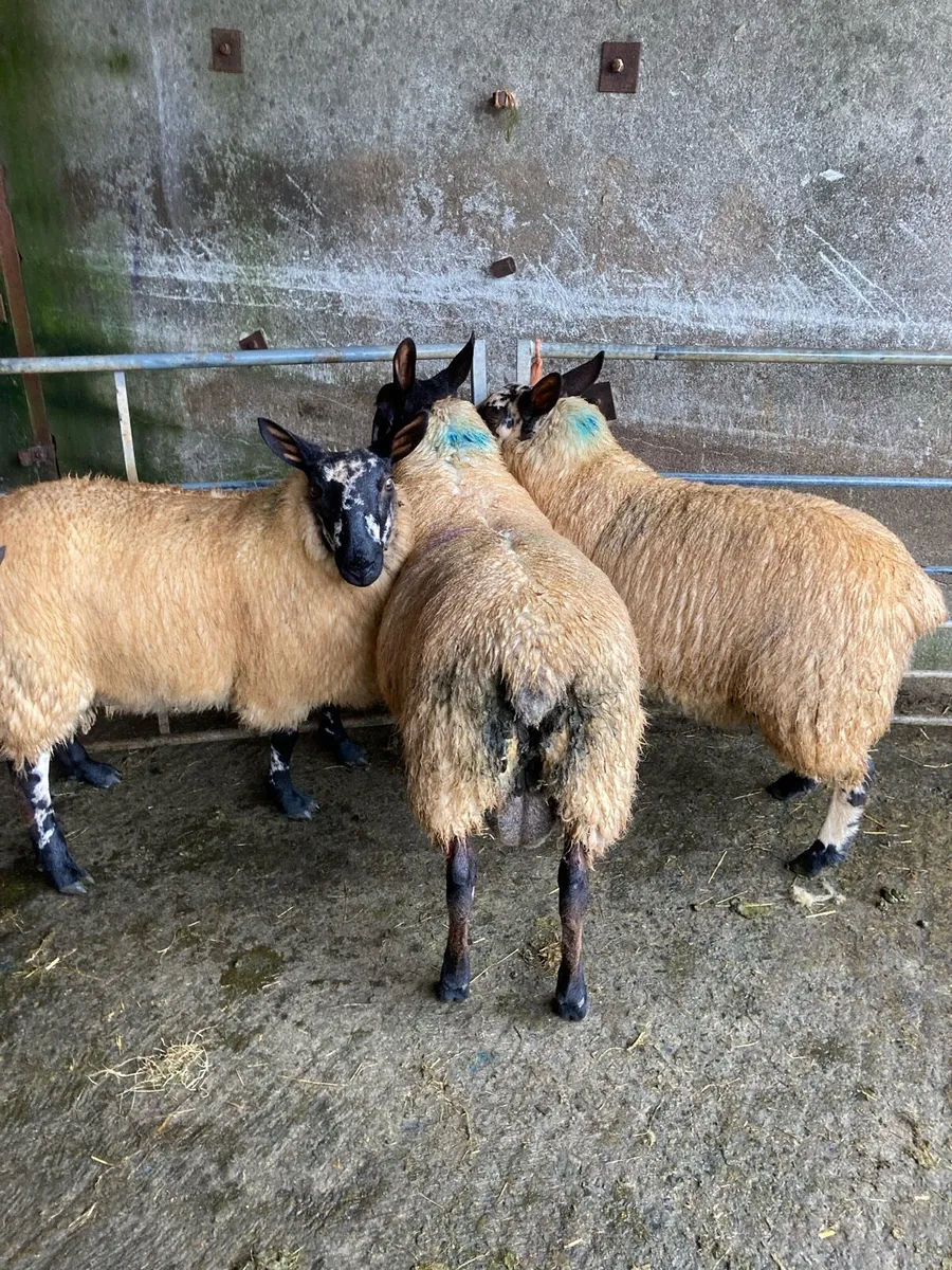 Selection of pure Milford ram lambs - Image 3
