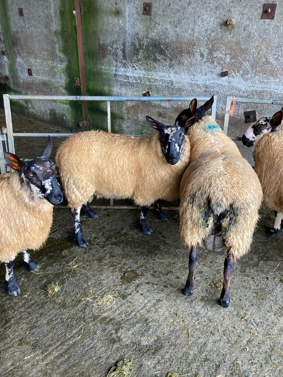 Selection of pure Milford ram lambs - Image 4