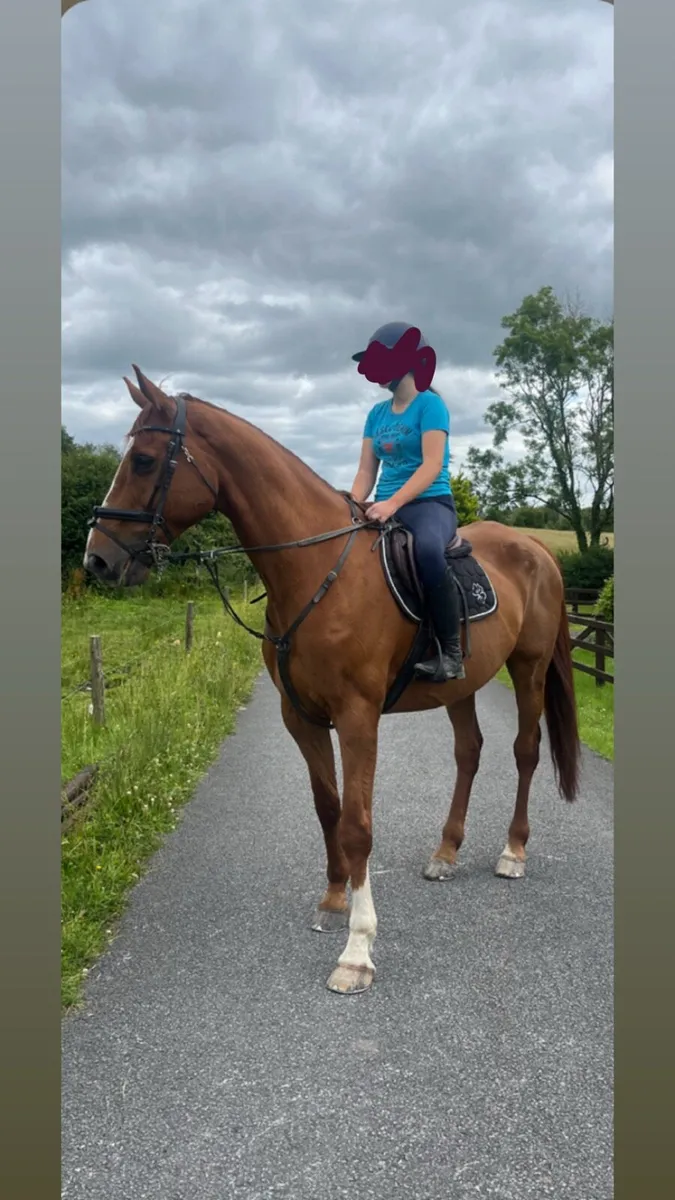 Horse - Image 1