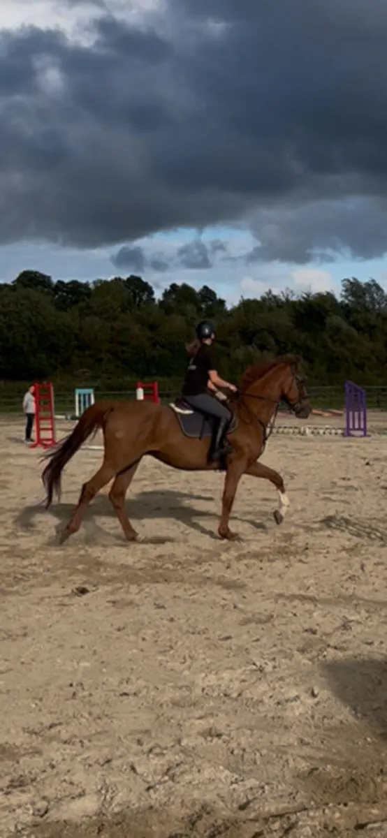 Horse - Image 2