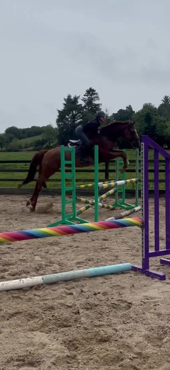 Horse - Image 3