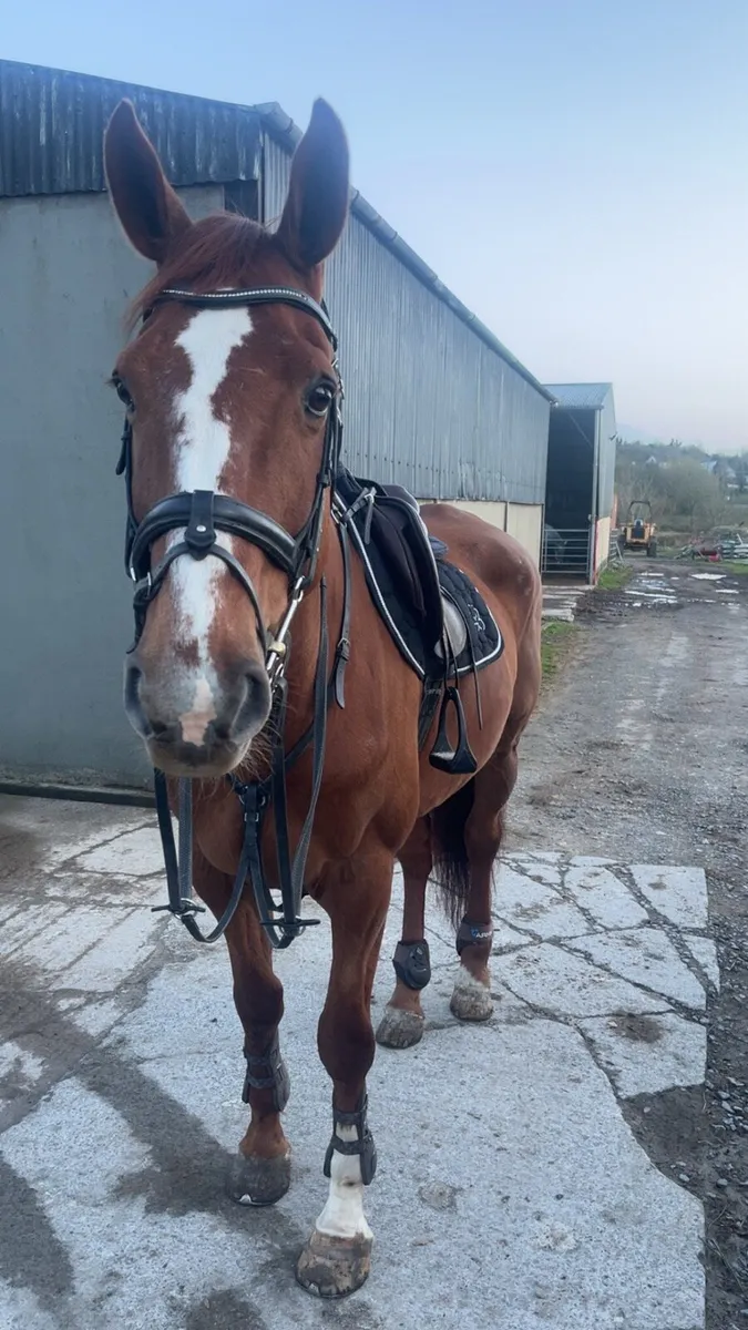 Horse - Image 4