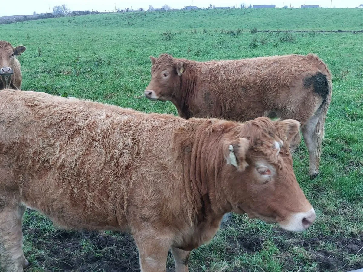 breeding heifers - Image 1