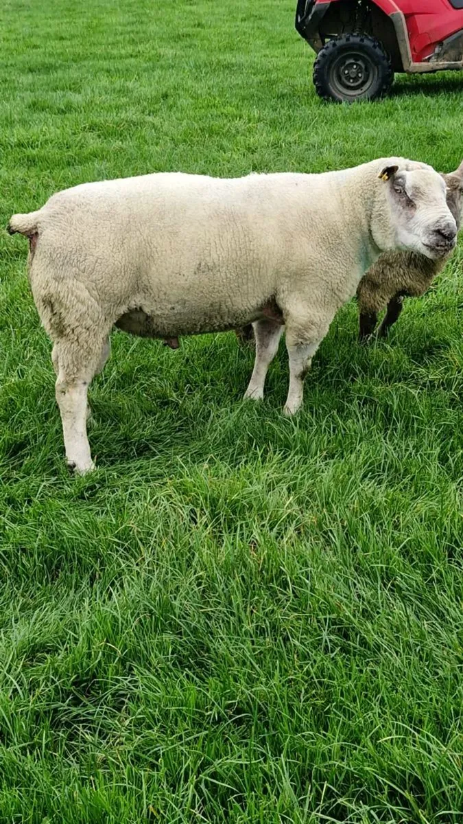 ***CharTex Ram Organic*** - Image 1