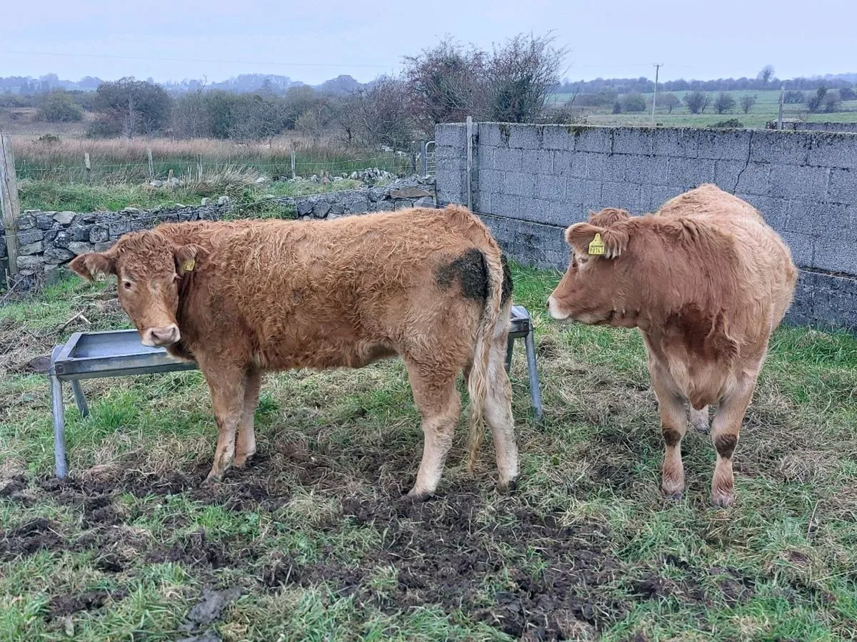 breeding heifers - Image 2