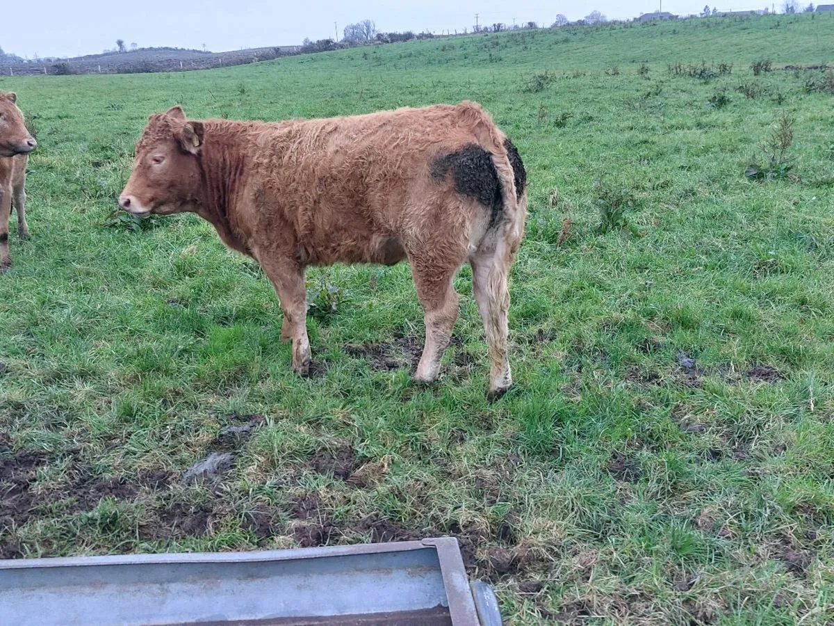 breeding heifers - Image 3