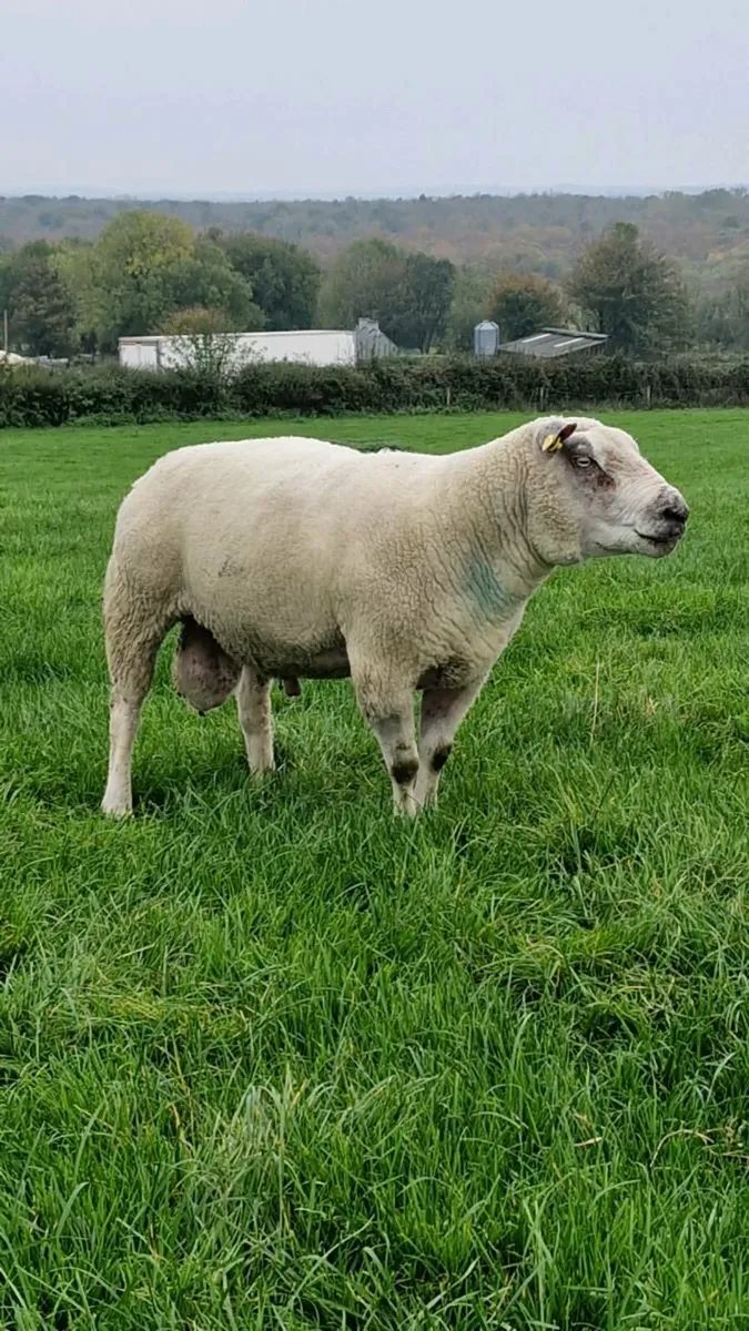 ***CharTex Ram Organic*** - Image 3