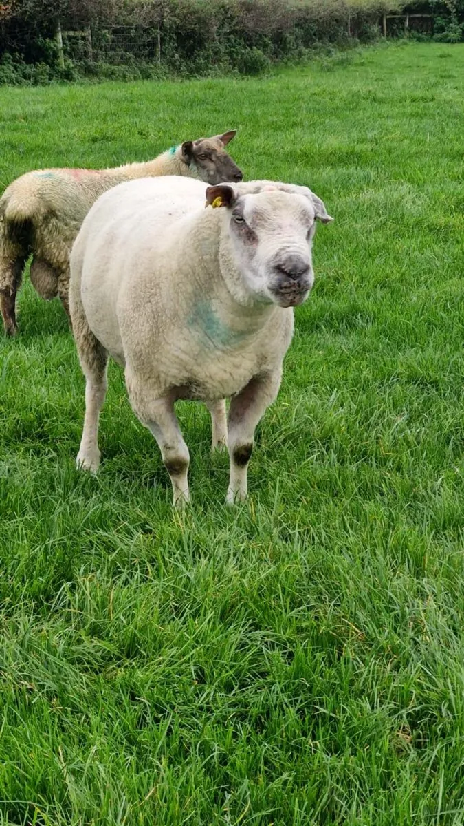 ***CharTex Ram Organic*** - Image 4