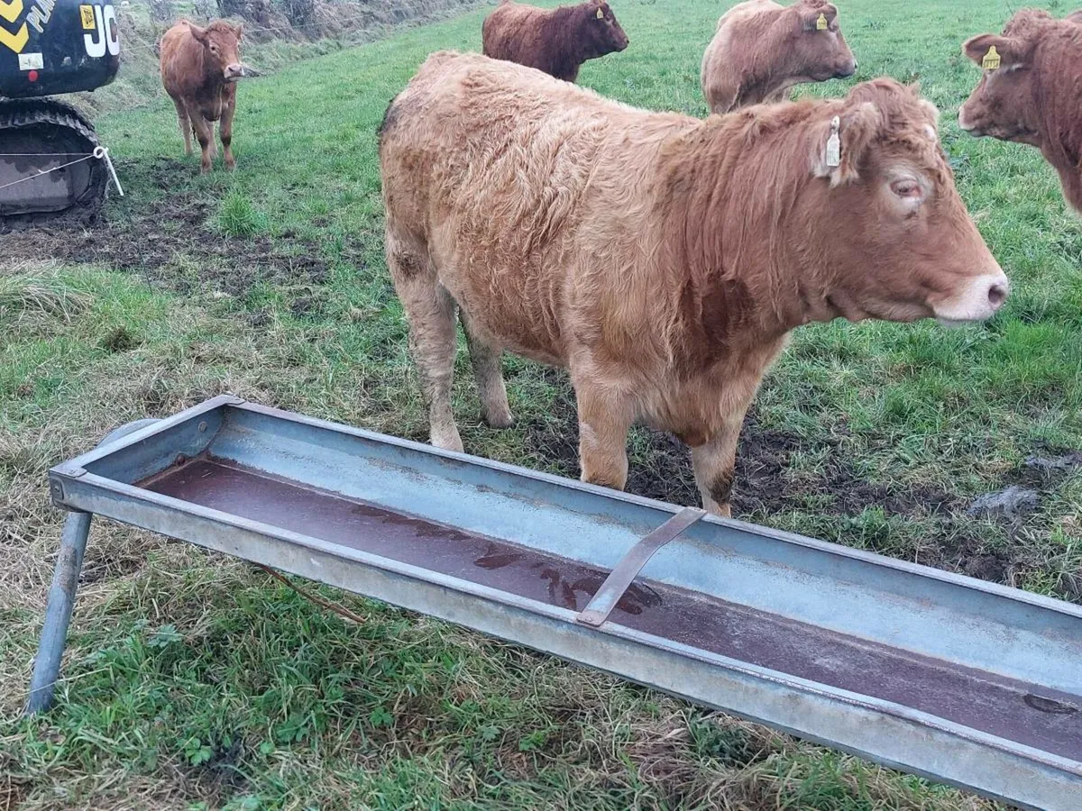 breeding heifers - Image 4