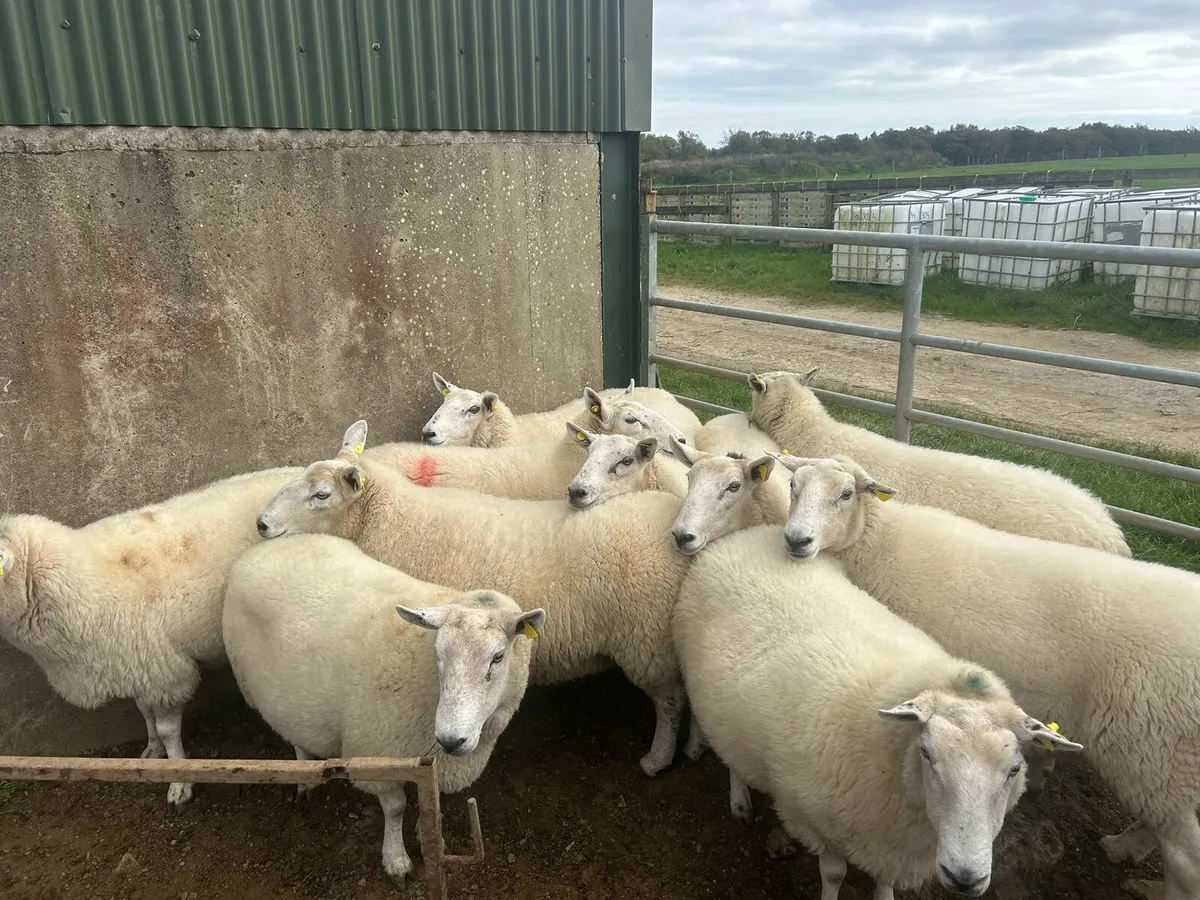 11 strong cheviot 3 yo ewes