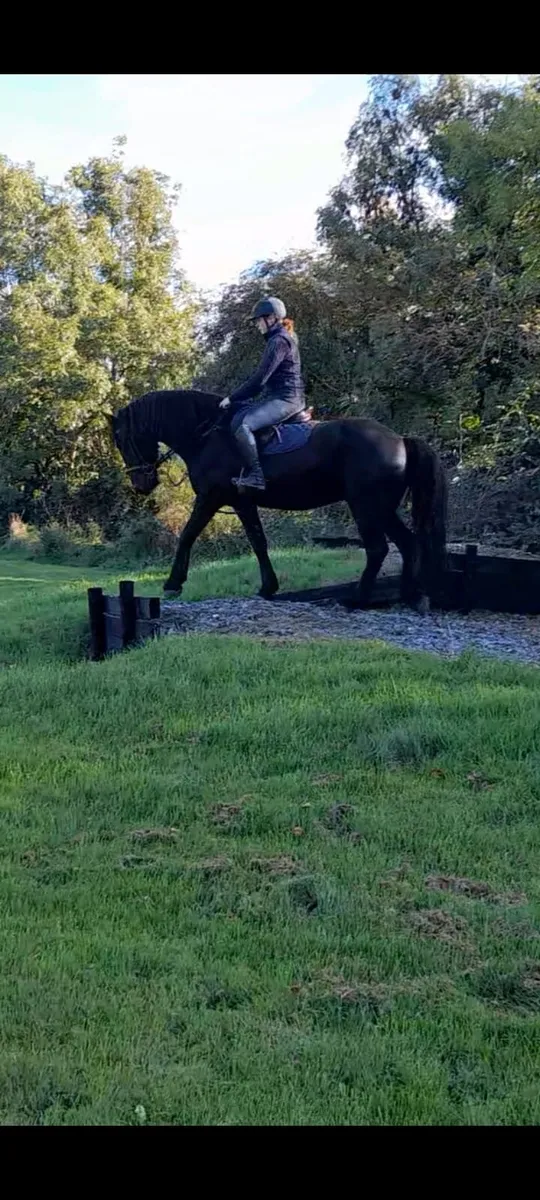 Horses  lease - Image 4