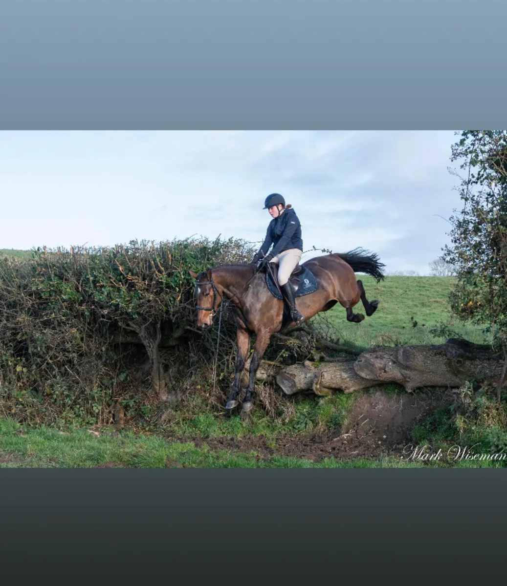 Horses  lease - Image 1