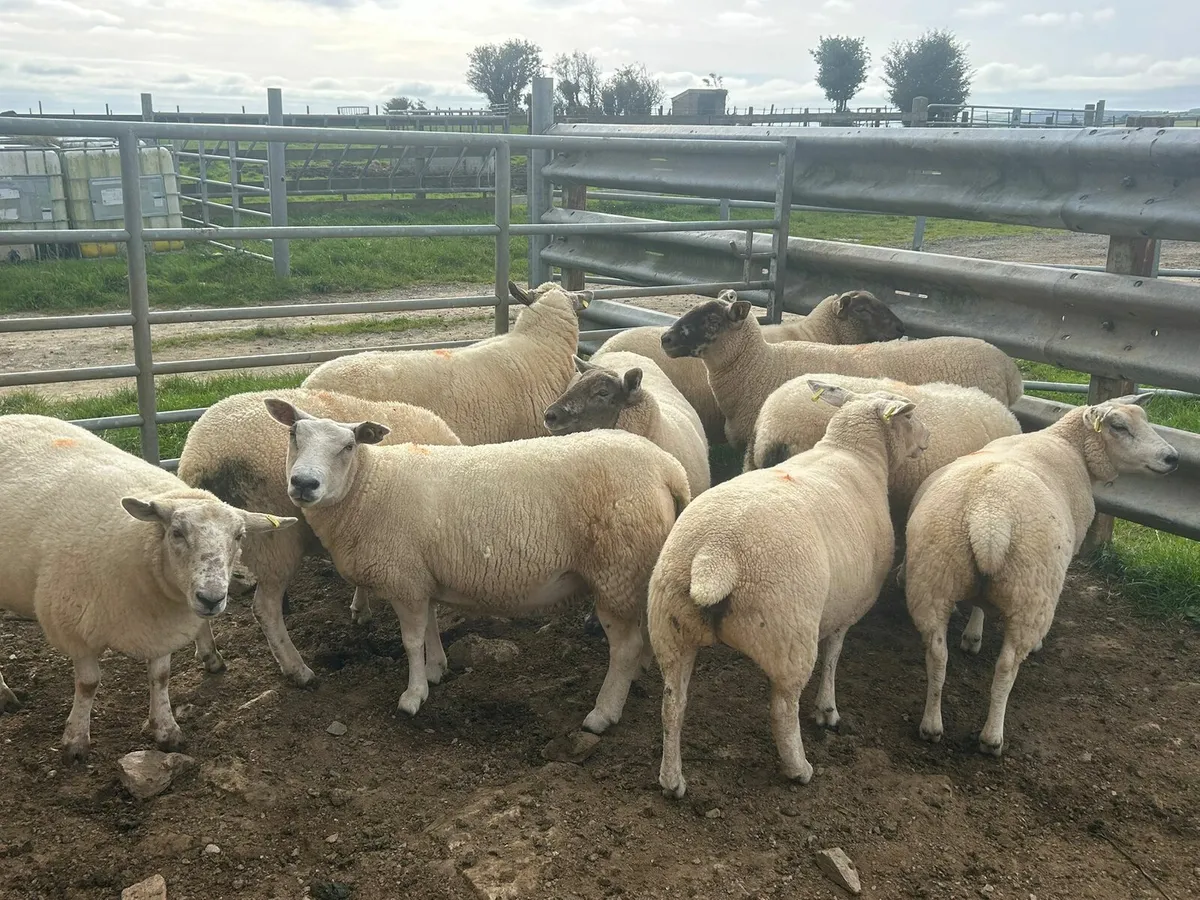 10 TX Hoggets for sale - Image 1