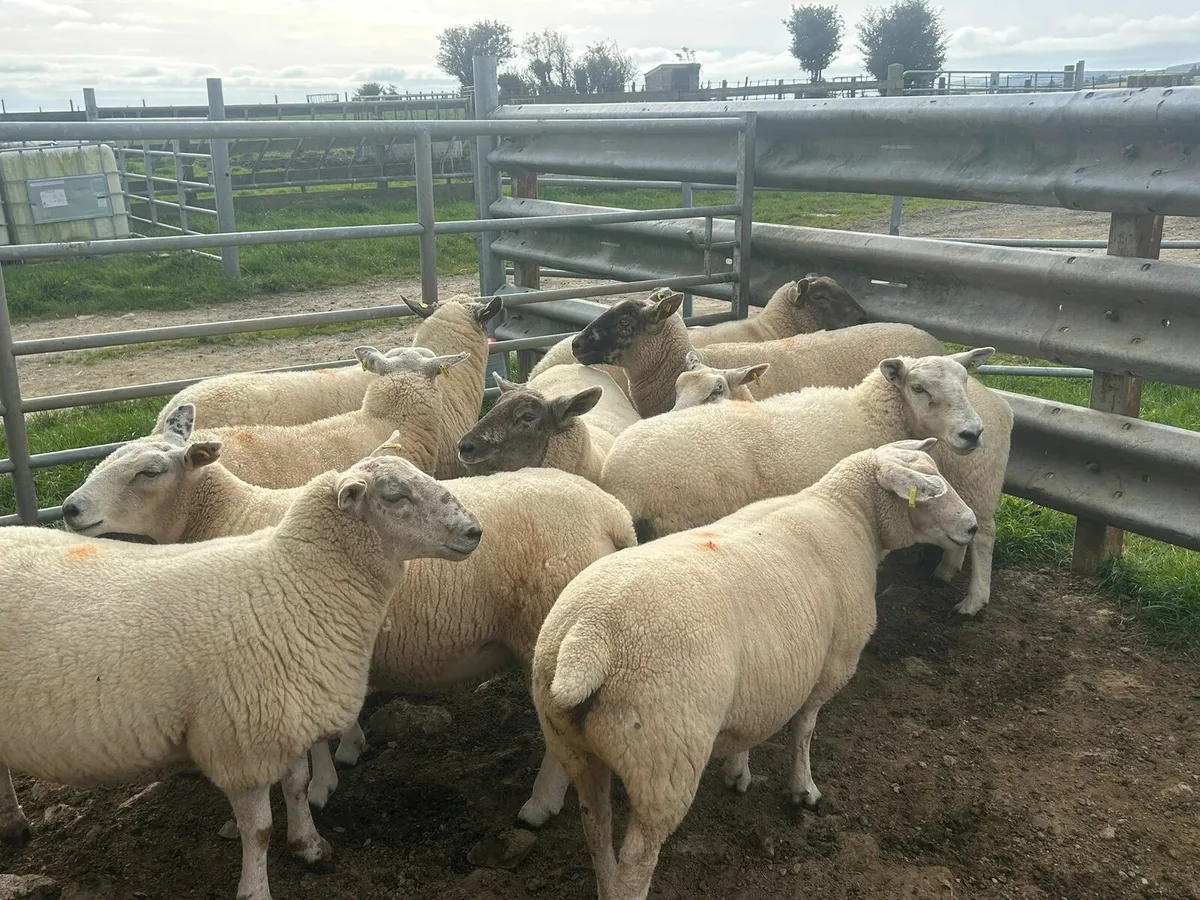 10 TX Hoggets for sale - Image 2
