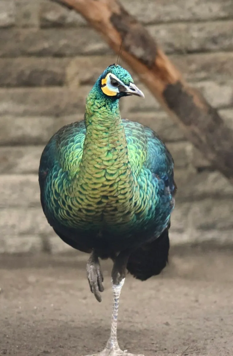 Pheasants - Image 2