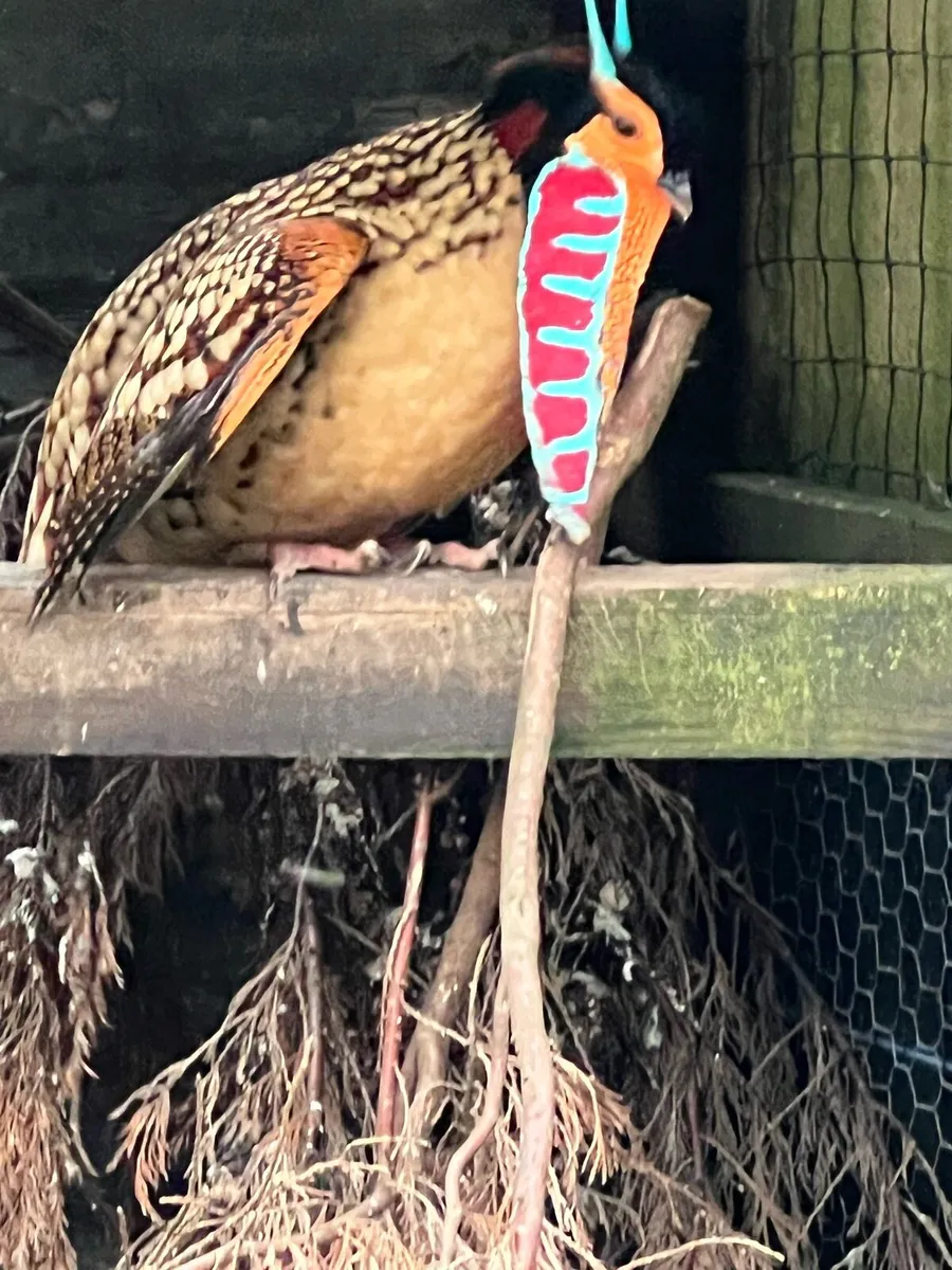 Pheasants - Image 1