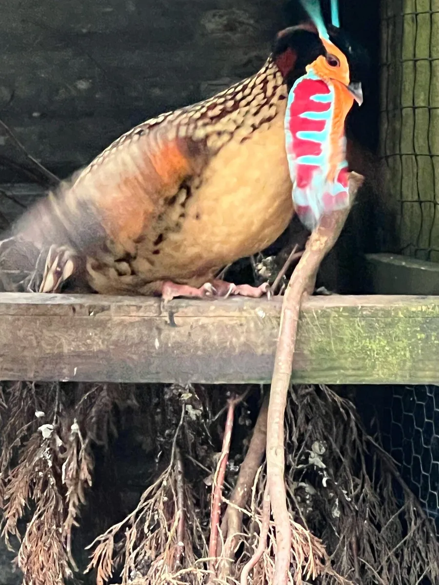 Pheasants - Image 3