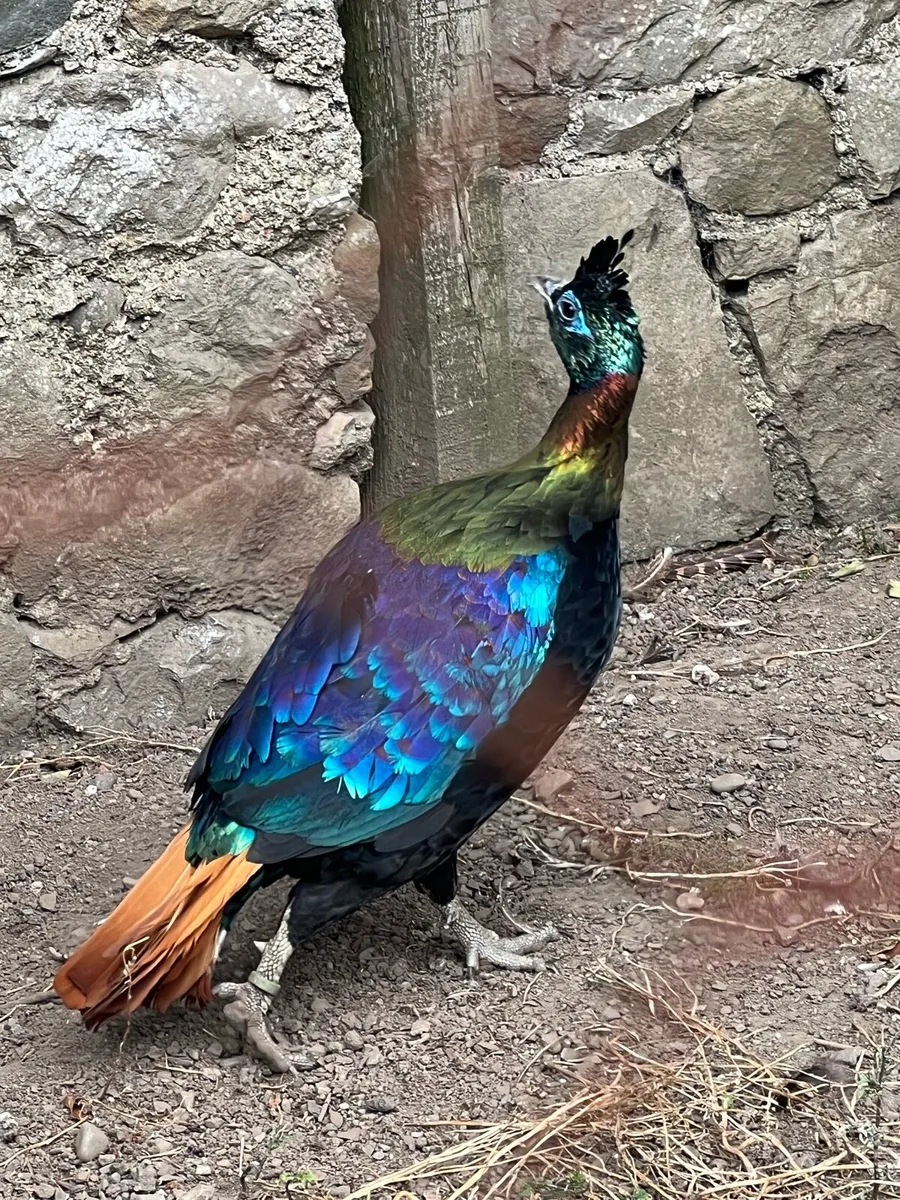 Pheasants - Image 4