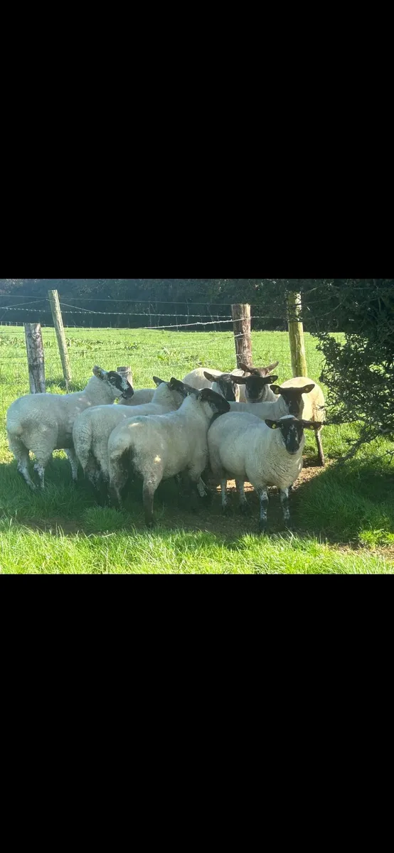 8 Speckled Hoggets - Image 1
