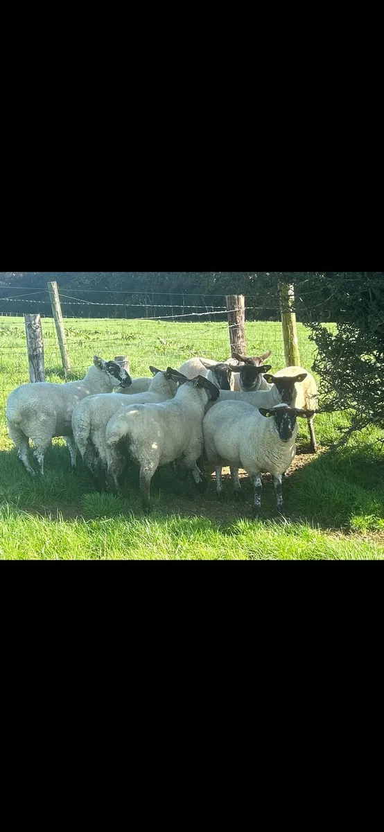 8 Speckled Hoggets - Image 2