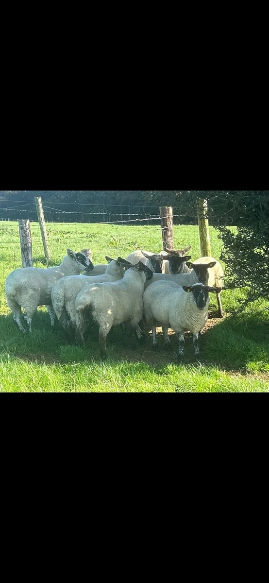 8 Speckled Hoggets - Image 3