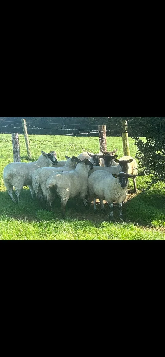 8 Speckled Hoggets - Image 4