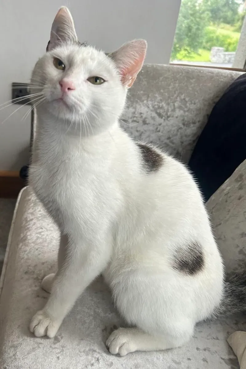 Catstrust adoption and protection. Rescued . - Image 4