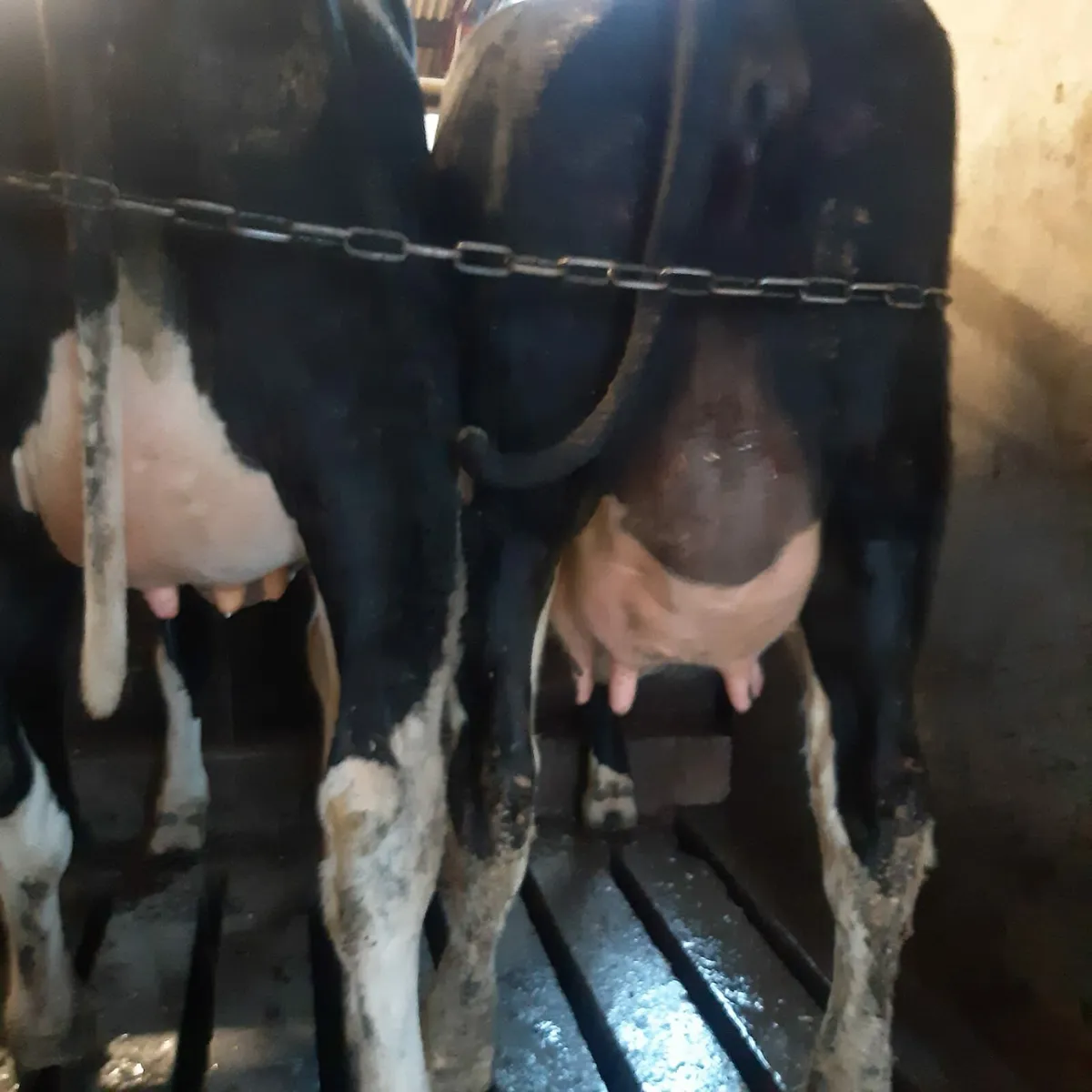 Freshly calved Heifers - Image 1
