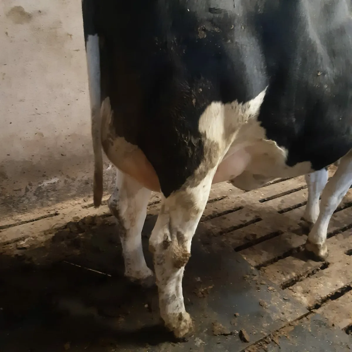 Freshly calved Heifers - Image 2