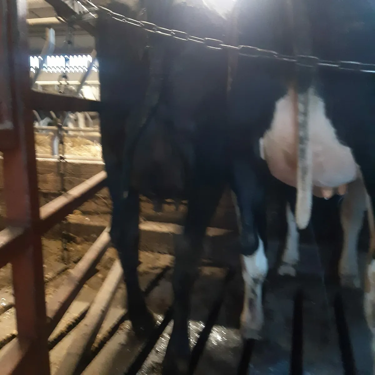 Freshly calved Heifers - Image 3