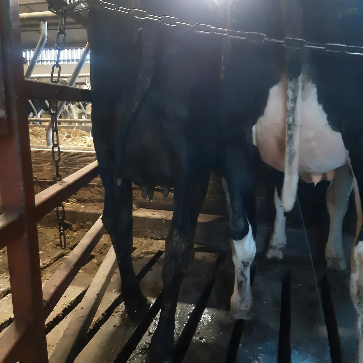 Freshly calved Heifers - Image 4
