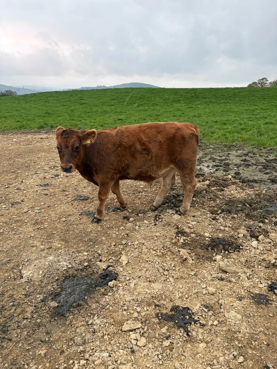 Aubrac bullocks - Image 1