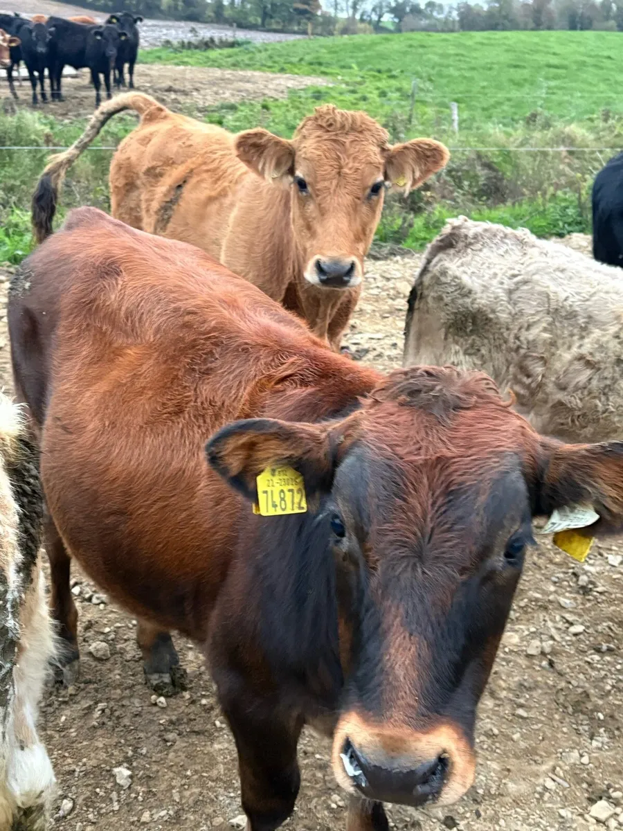 Aubrac bullocks - Image 3