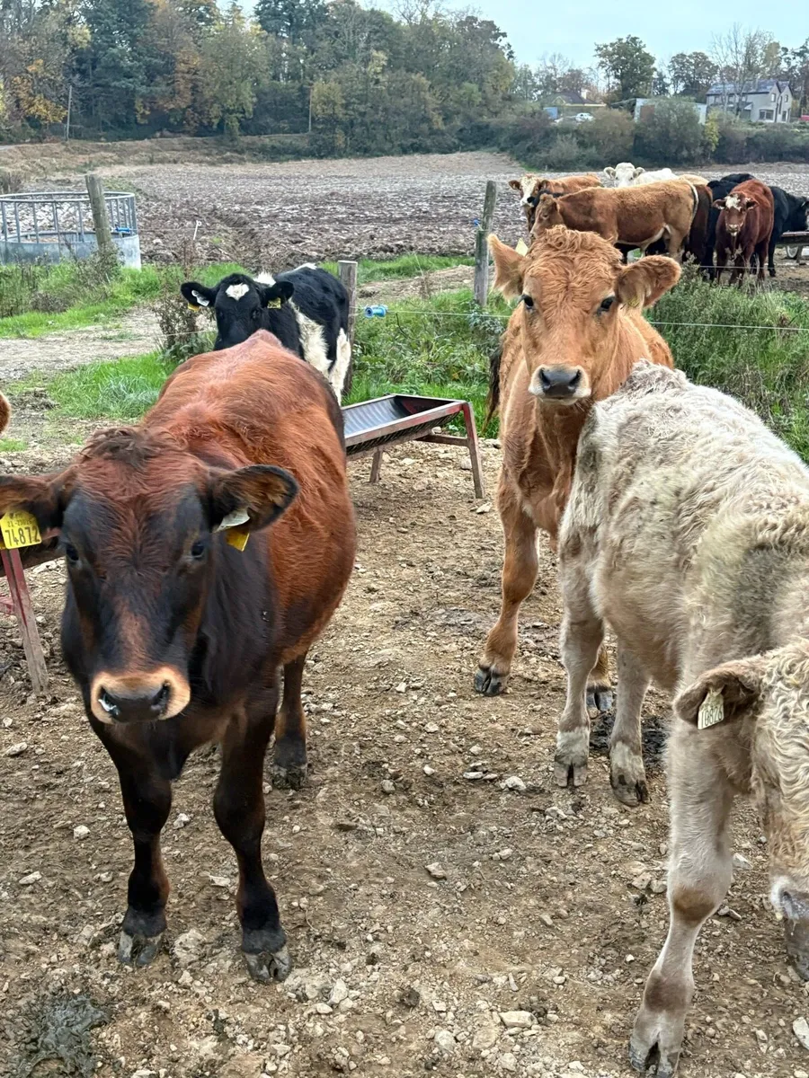 Aubrac bullocks - Image 4